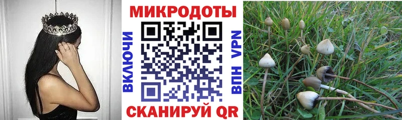 Псилоцибиновые грибы Psilocybine cubensis  Бокситогорск 